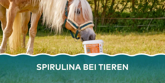 Tierfutter Spirulina Eimer mit Pferd - Algenmarkt Banner Blog