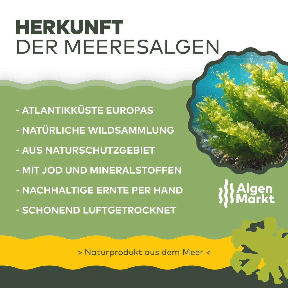 Infografik Herkunft der Meeresalgen von Algenmarkt: Wildsammlung von der Atlantikküste Europas