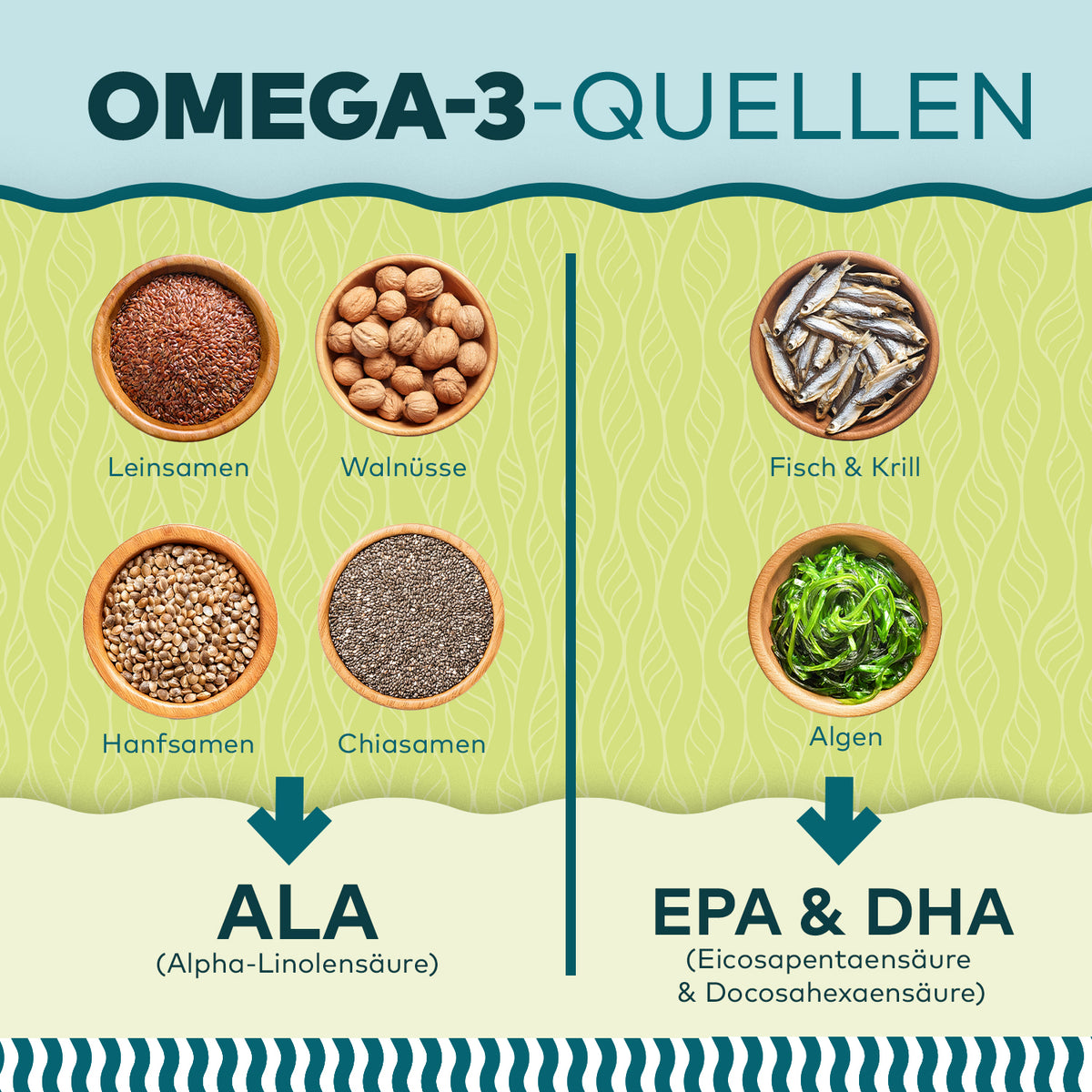 Infografik Omega-3-Quellen: ALA aus Samen und EPA & DHA aus Fisch, Krill und Algen