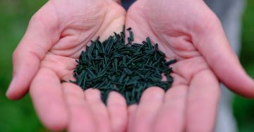 Hände halten getrocknete Spirulina-Presslinge von Algenmarkt